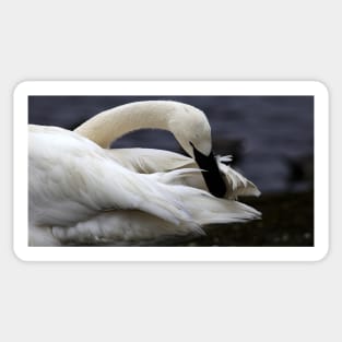 Trumpeter Swan Sticker